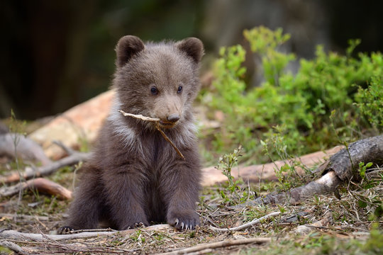 Young brown bear in the forest