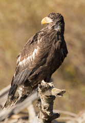 Steller Sea Eagle, Zhupanova River