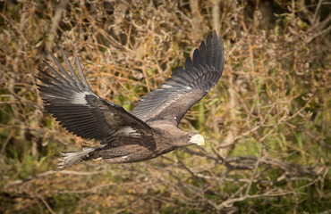 Steller Sea Eagle, flying, Zhupanova River, Russia