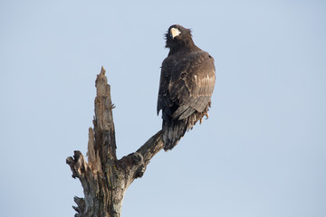 Steller Sea Eagle roosting, Zhupanova River