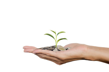 Fototapeta na wymiar Hand holding growing tree sprout on stack coins isolated on white background with clipping path. Conceptual saving money, investment, financial for good life or business.