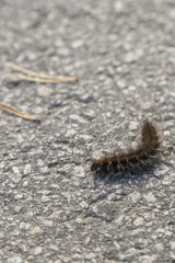 Orange and Black Fox Moth Caterpillar