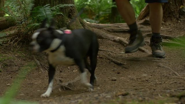 Low Angle Pan of Man Trail Walking Boston Terrier Dog on Leash in Forest