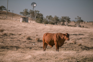 Cow and a windmill in the country