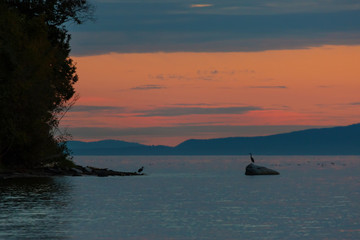 Herons in the Distant at Semiahmoo Bay at Dusk Blaine WA USA America