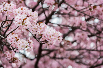 Cherry Blossom, Sakura season in Japan.