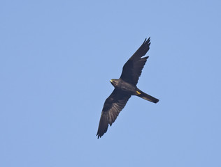 Eleonora's Falcon (Falco eleonorae), flying overhead, Essaouira, Morocco.