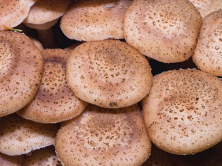 Edible mushrooms Agaric honey fungus or Armillaria mellea, cluster caps, macro, selective focus, shallow DOF