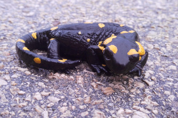 Fire salamander on an asphalt