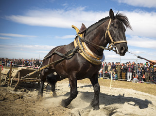 Horse heavy pull tournament