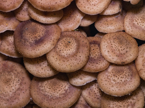 Edible mushrooms Agaric honey fungus or Armillaria mellea, cluster caps, macro, selective focus, shallow DOF