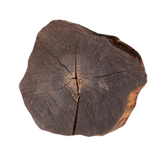 Cross-section of a tree on a white background