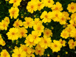 Yellow flowers of lance-leaved coreopsis (Coreopsis lanceolata) in garden. Textured