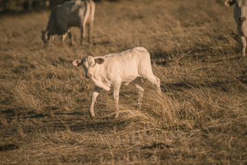 Obraz na płótnie Canvas Baby cows in the countryside