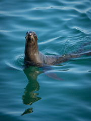 Obraz premium Fur Seals At Tulenyi Island