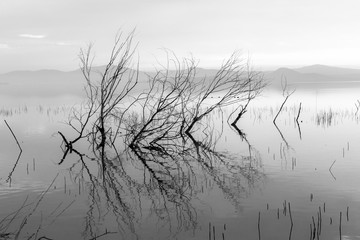 Skeletal trees and branches on the water
