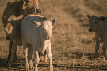 Baby cows in the countryside