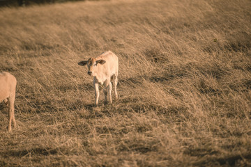 Naklejka na ściany i meble Baby cows in the countryside