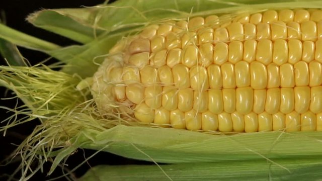 Close-up of pods of ripe sweet corn on a black background. Camera movement from left to right.