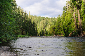 Naklejka premium The Cowlitz River