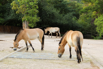 Fototapeta premium Przewalski's Horse