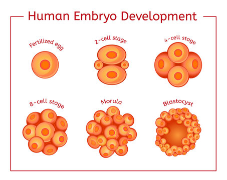 Embryo Development Image