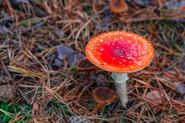 Red poisonous Amanita mushroom