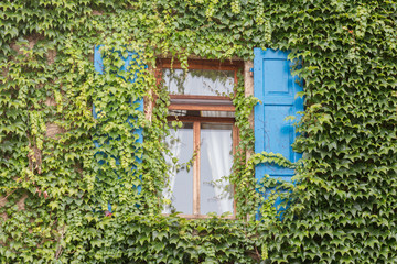 House overgrown by ivy