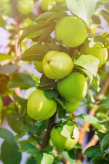 fresh green apples on a branch of apple tree in a sunny day in the garden
