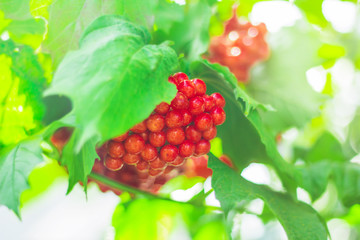 red berries of viburnum on a branch in the garden
