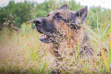 German shepherd dog in sunny autumn