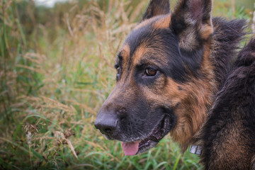 German shepherd dog in sunny autumn