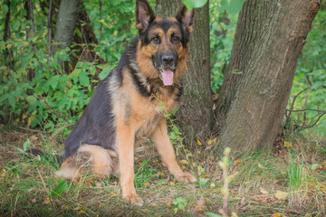 German shepherd dog in sunny autumn