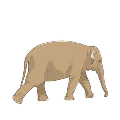 Isolated brown elephant character figure on white background. Big mammal animal standing striding walking moving. African asian indian symbol. Vector design illustration.