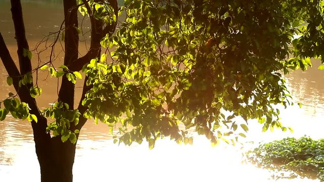 tree near ping river bank in chiangmai Thailand