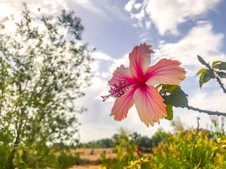 Hibiskus © Tom Baur