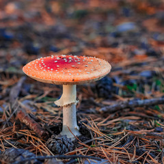 Red poisonous Amanita mushroom
