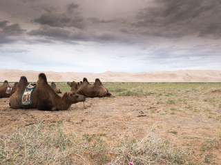 Landscape with camel in Mongolia desert of Gobi