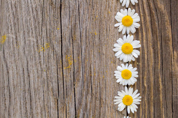 Border of daisy chamomile flowers on wooden background. View with copy space