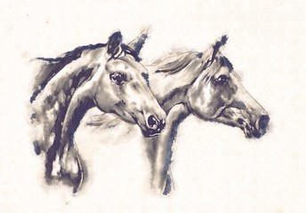 Naklejka premium rysunek ołówkiem odręczna głowa konia