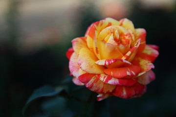 beautiful striped garden rose