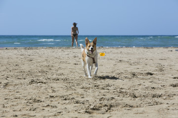 Strandleben mit Haustier