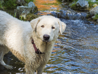 Dog at the park in the stream