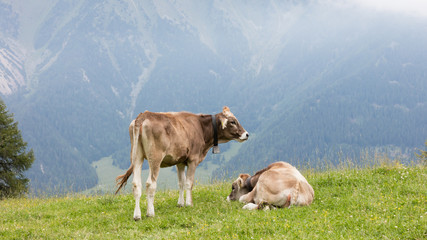 Fototapeta na wymiar Milk cows in a meadow, Austria
