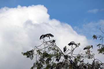 Flock of open billed stork bird perch and winged at the tree on blue sky and white cloud...