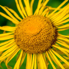 Photo of yellow wild flower in Carpathian mountains