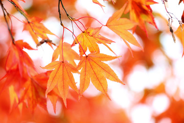 close up of maple leaf