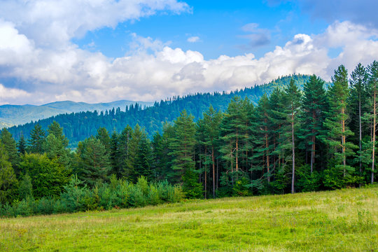 Fototapeta Photo of green forest and valley in Carpathian mountains