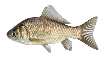 Fish isolated, river crucian carp with scales and fins
