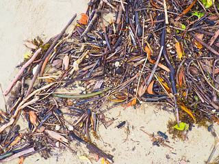 Beach flotsam